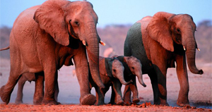 Elefantes África